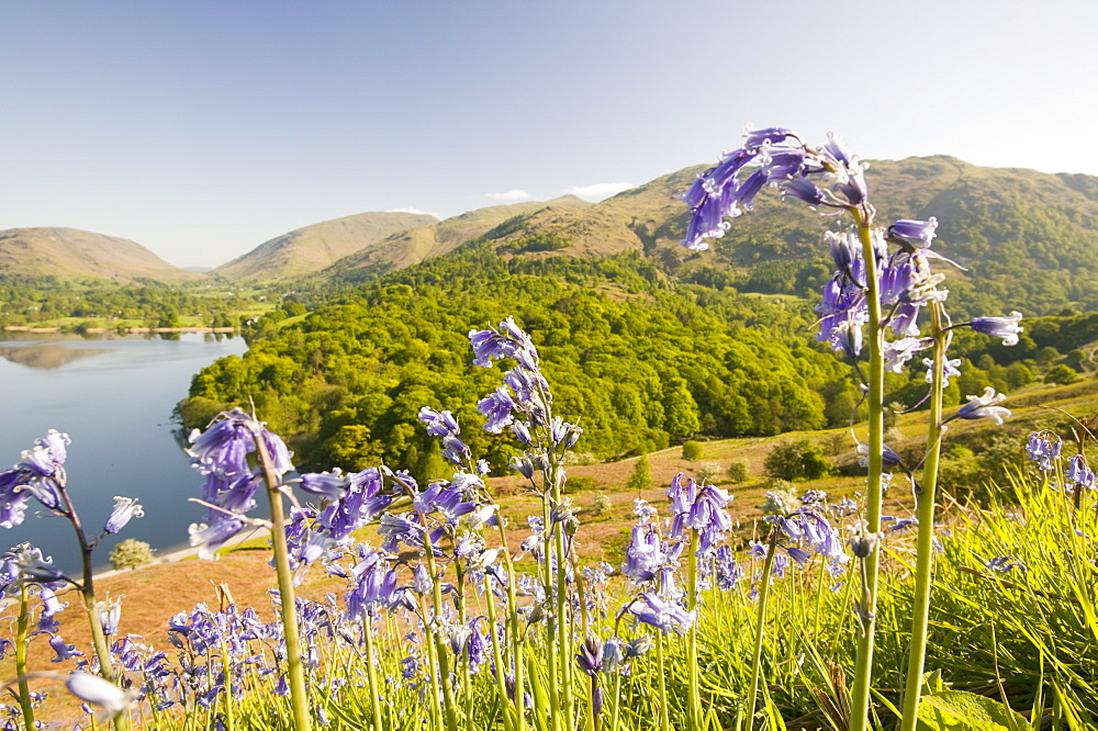 Bluebells above Grasmere, Lake District National Park, Cumbria, England, United Kingdom, Europe