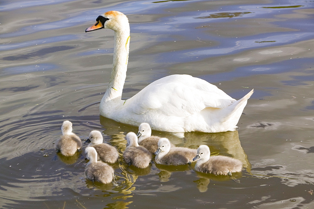 A mute swan and cygnets, Lincoln, England, United Kingdom, Europe