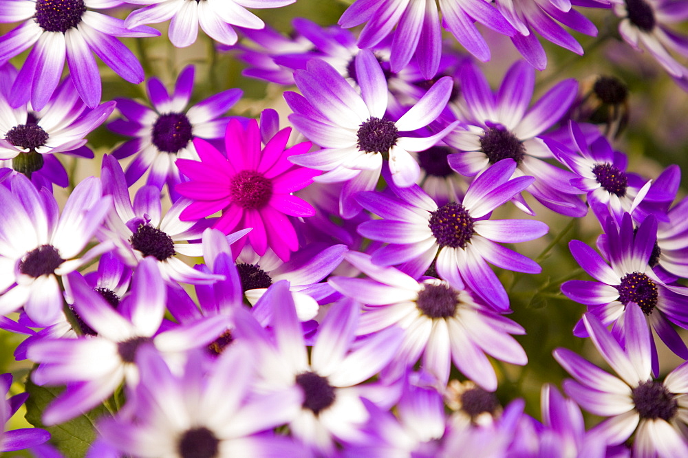 Violet flowers with a different species of violet flower amongst them