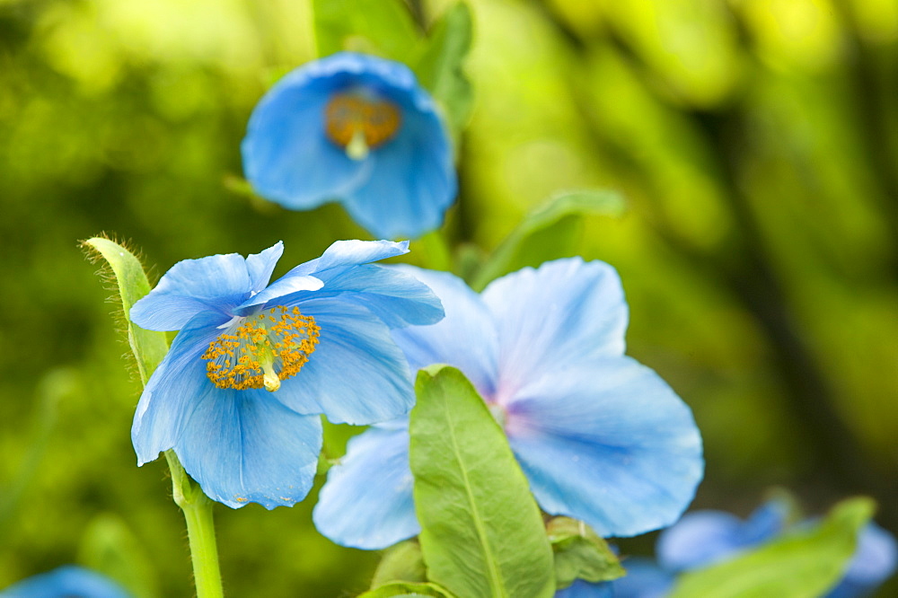 Mecanopsis flowers (Himalayan poppy), Windermere, Lake District, Cumbria, England, United Kingdom, Europe