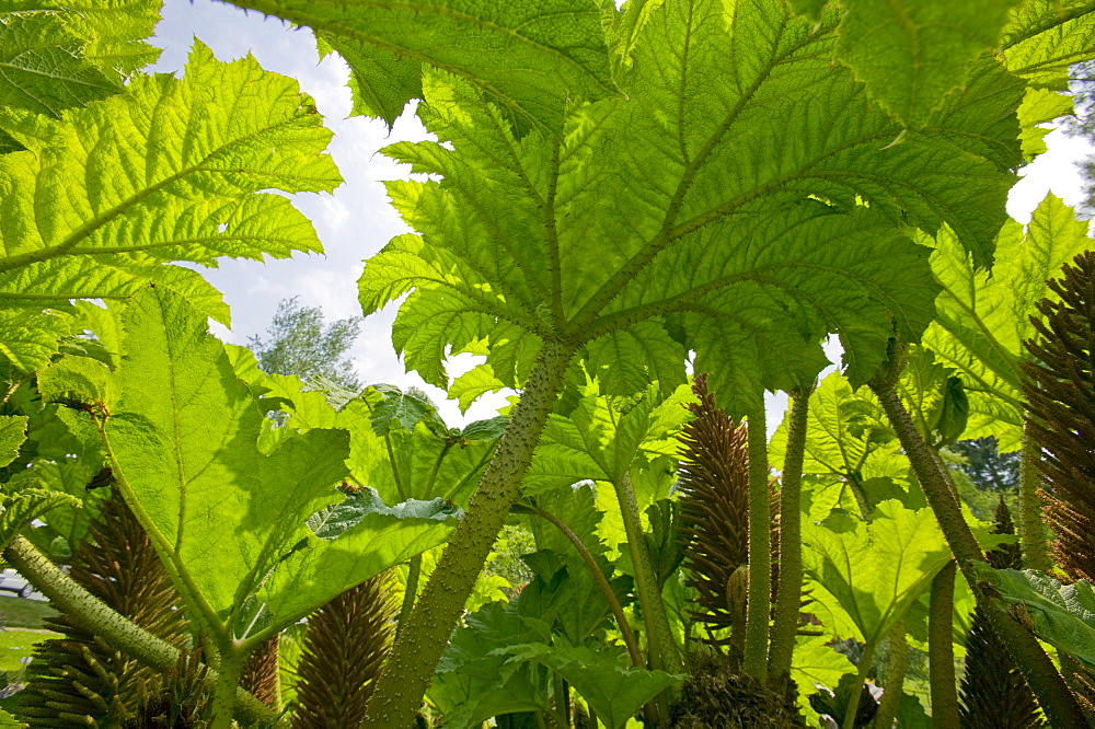 Gunnera leaves, Holehird Gardens, Windermere, Lake District, Cumbria, England, United Kingdom, Europe