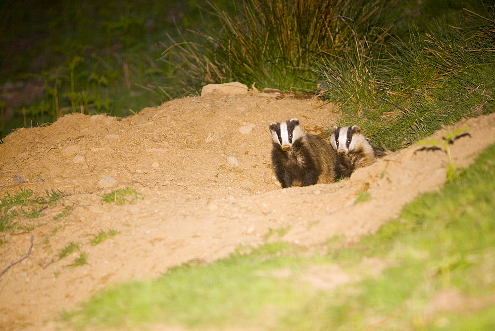 Badgers in Ambleside, Lake District, Cumbria, England, United Kingdom, Europe