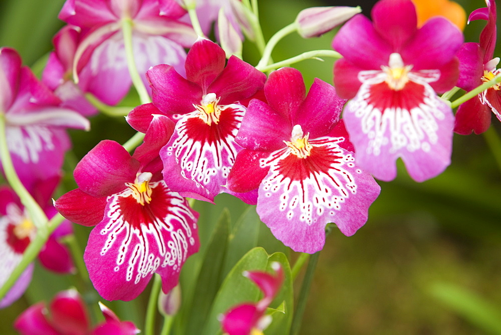 An exotic orchid flower