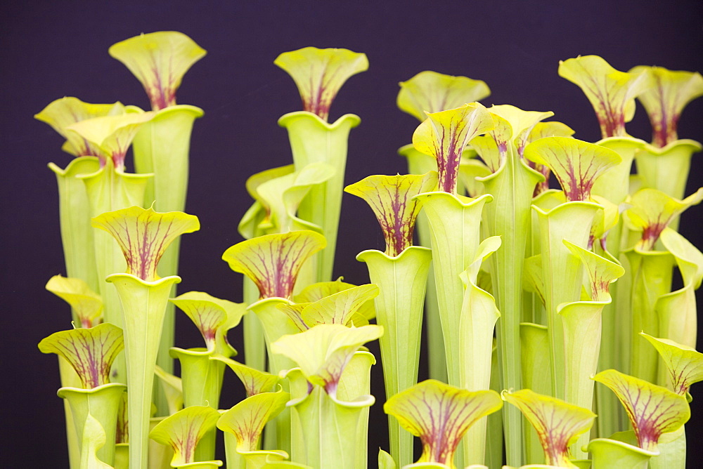 A yellow pitcher plant