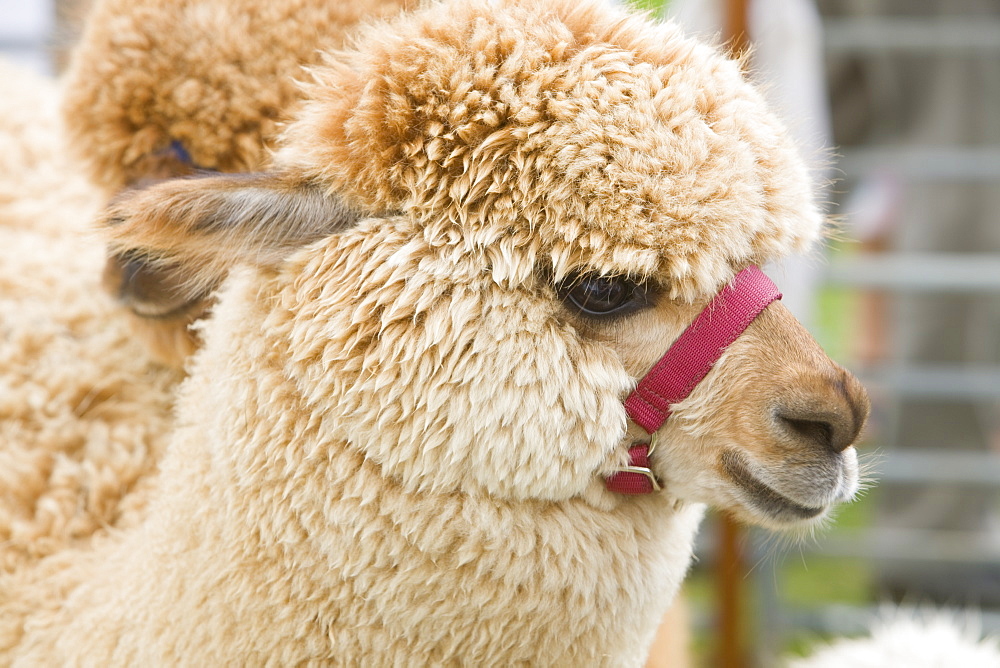 An Alpaca, South America