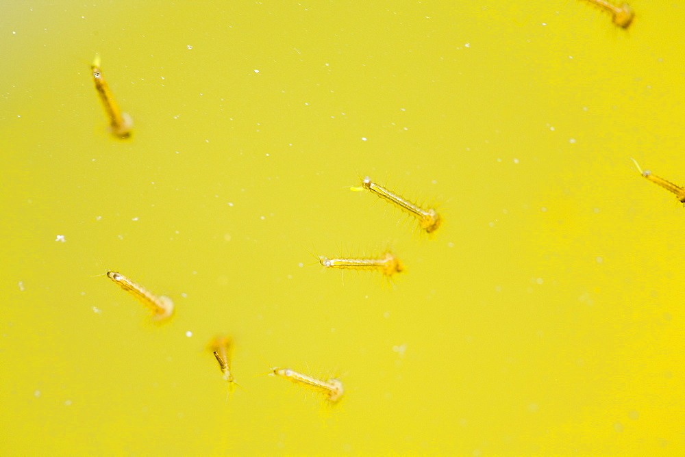 Mosquito larvae