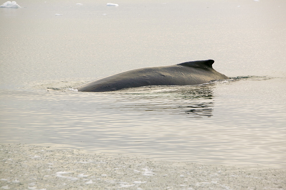 A fin whale feeding amongst icebergs off Ilulissat on Greenland, Polar Regions