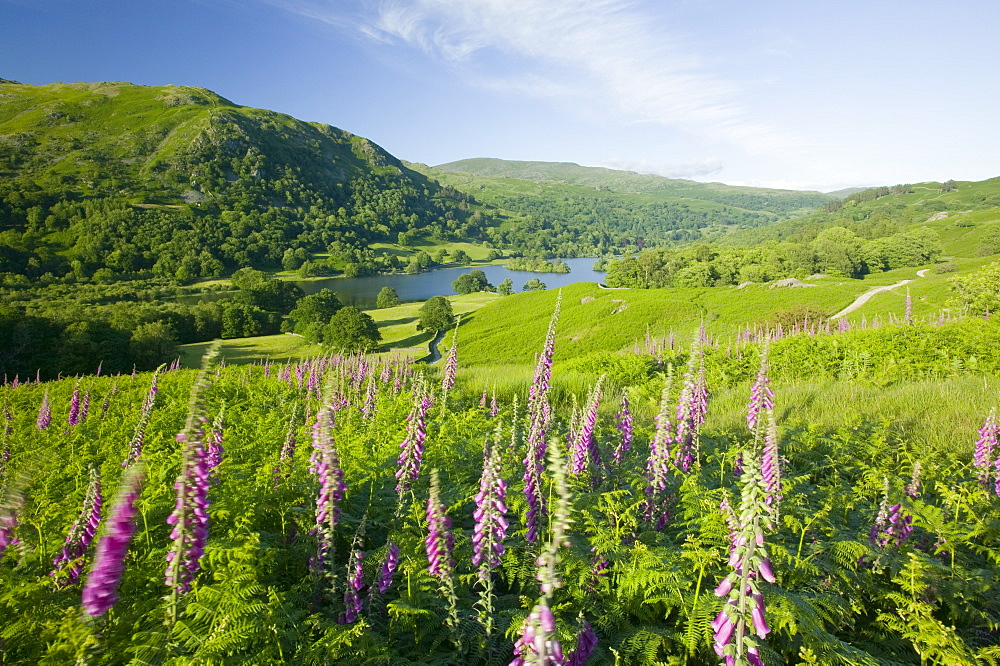 Foxgloves growing on the fellside above Rydal Water in the Lake District National Park, Cumbria, England, United Kingdom, Europe