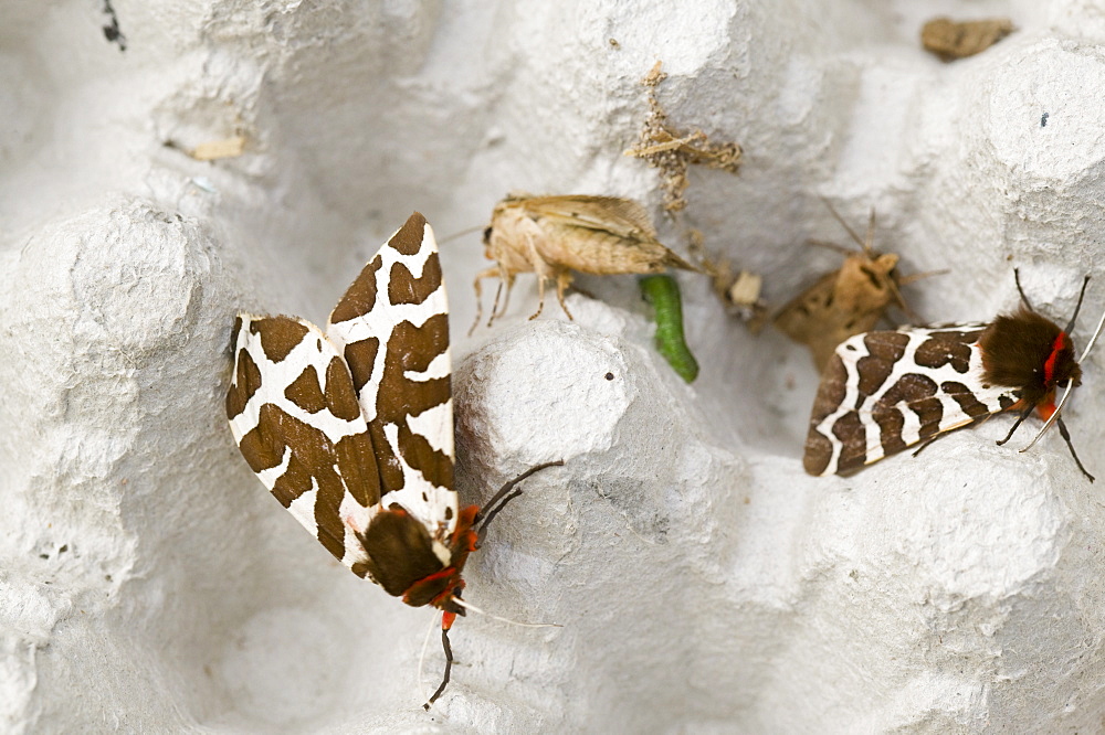 Moths including a Garden Tiger Moth (Arctia caja) caught in a moth trap, England, United Kingdom, Europe