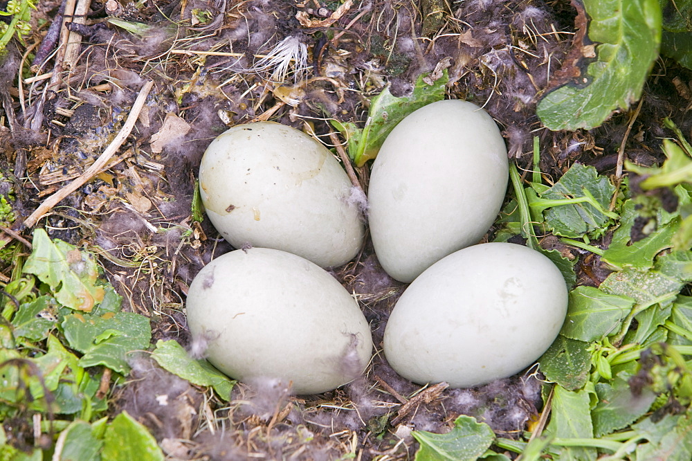 An eider duck's nest on Walney Island near Barrow in Funress, Cumbria, England, United Kingdom, Europe