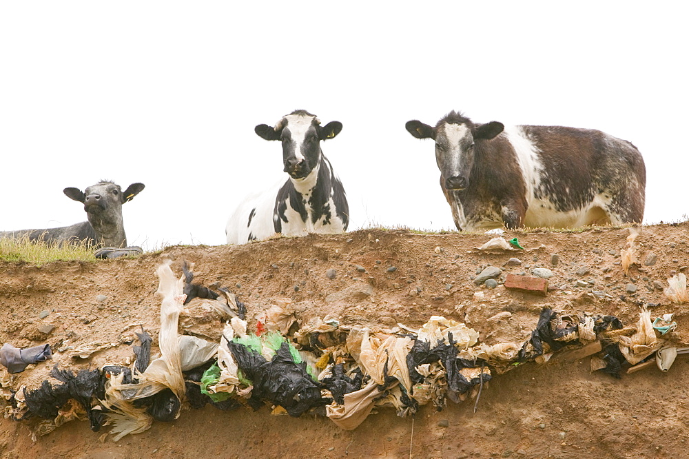 Plastic bags concealed in an old landfill rubbish dump are revealed as the edge of Walney Island off Barrow in Furness is eroded away, Cumbria, England, United Kingdom, Europe