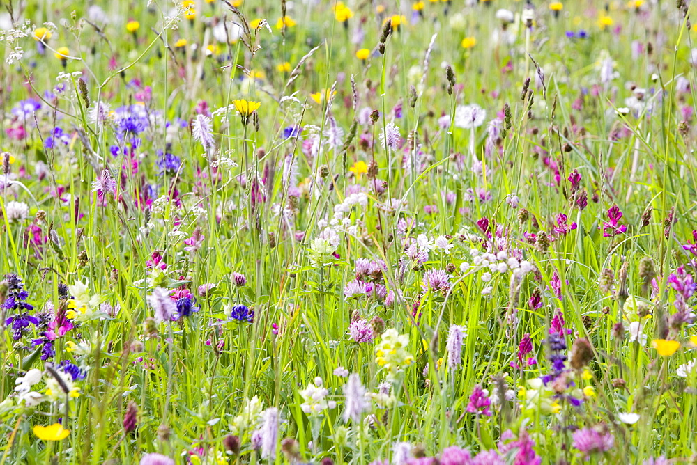 Wild flowers growing in the Dolomite mountains of Italy, Europe