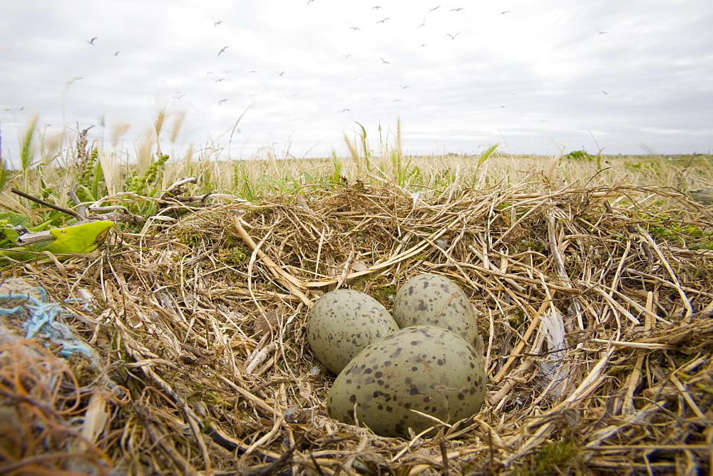 A lesser black backed gull's nest on Walney Island near Barrow in Funress, Cumbria, England, United Kingdom, Europe