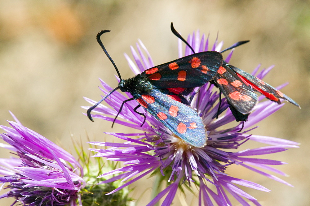 Six spot burnet moths feeding on a flower in Spain, Europe