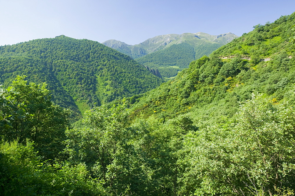 Beech woodland in the Picos de Europa mountains, Northern Spain, Europe