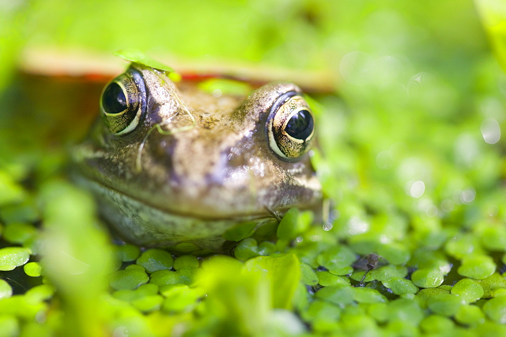 A frog in a garden pond, England, United Kingdom, Europe