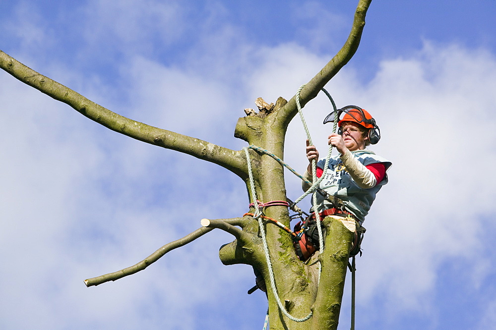 A tree surgeon chopping a tree down, United Kingdom, Europe