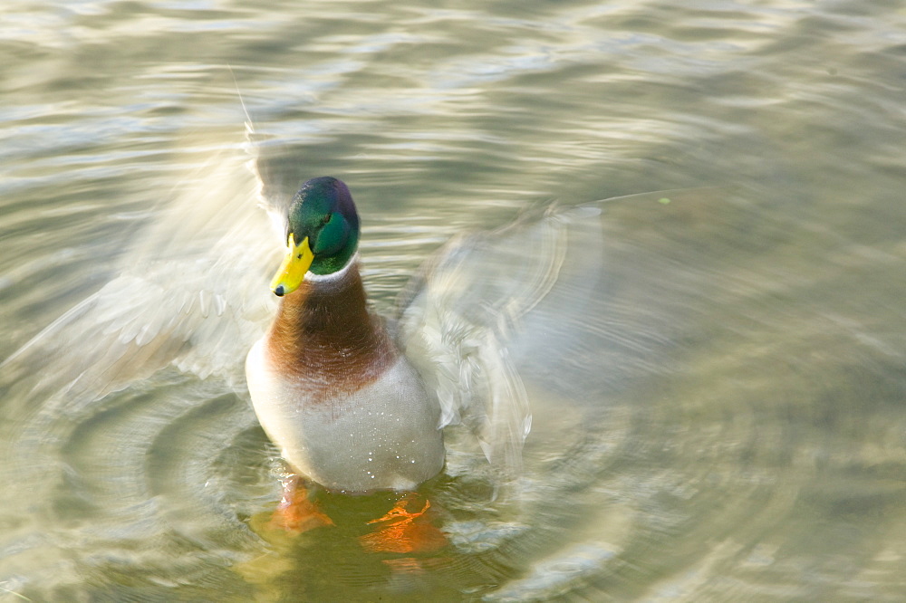 A male mallard duck flapping, Lake District, Cumbria, England, United Kingdom, Europe