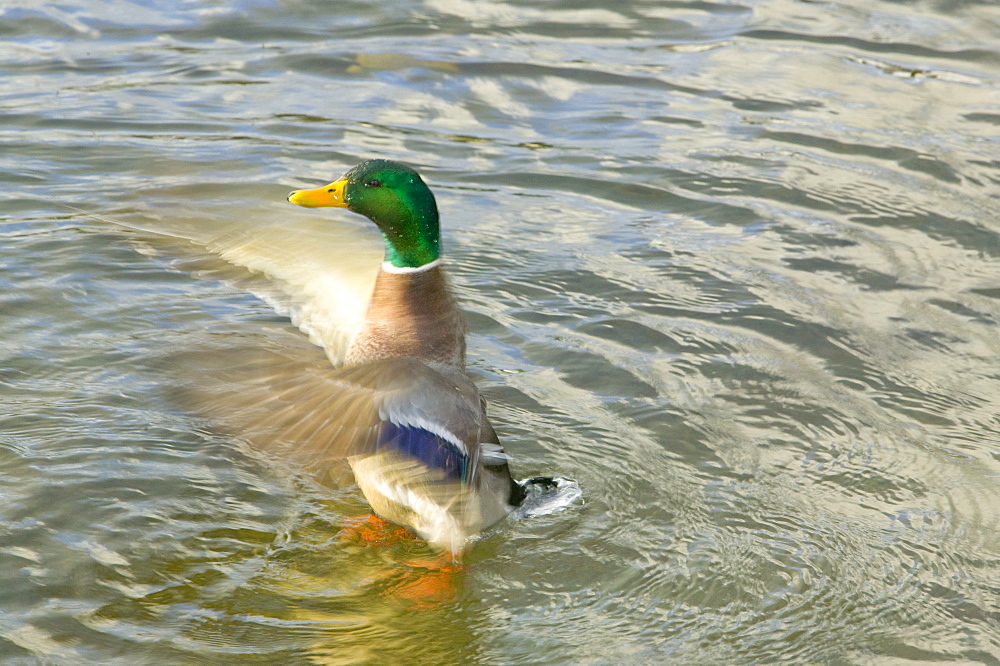 A male mallard duck flapping, Lake District, Cumbria, England, United Kingdom, Europe