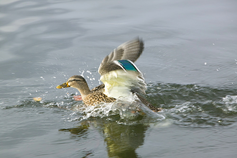 A female mallard taking off, United Kingdom, Europe