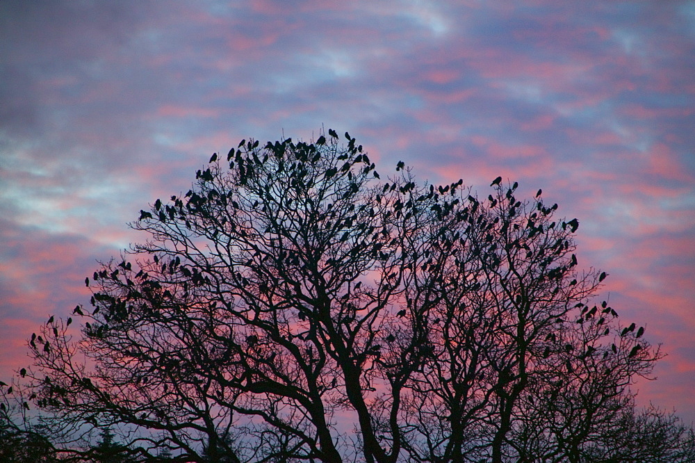 Rooks and jackdaws at sunset, Cumbria, England, United Kingdom, Europe