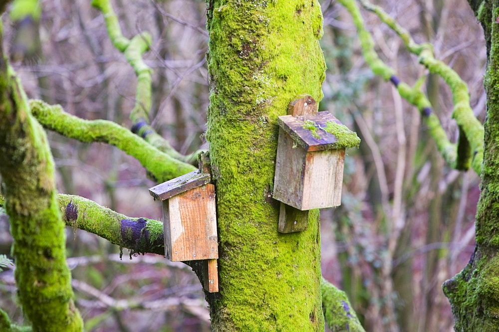 Bat boxs in the Forest of Bowland, Lancashire, England, United Kingdom, Europe