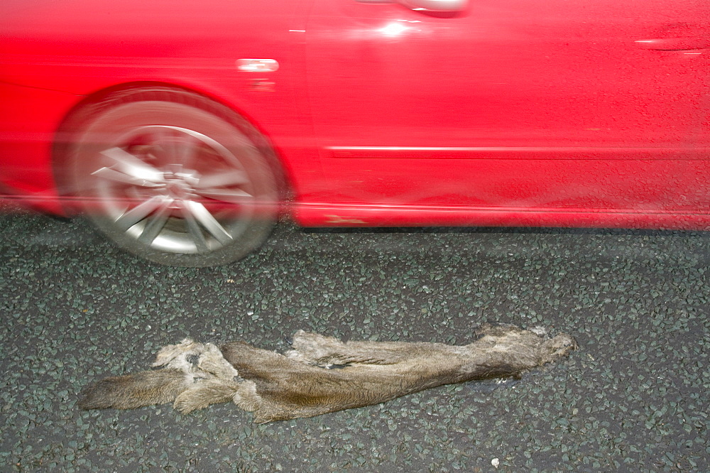 An Otter killed by a car on the A590 near Ulverston, Cumbria, England, United Kingdom, Europe