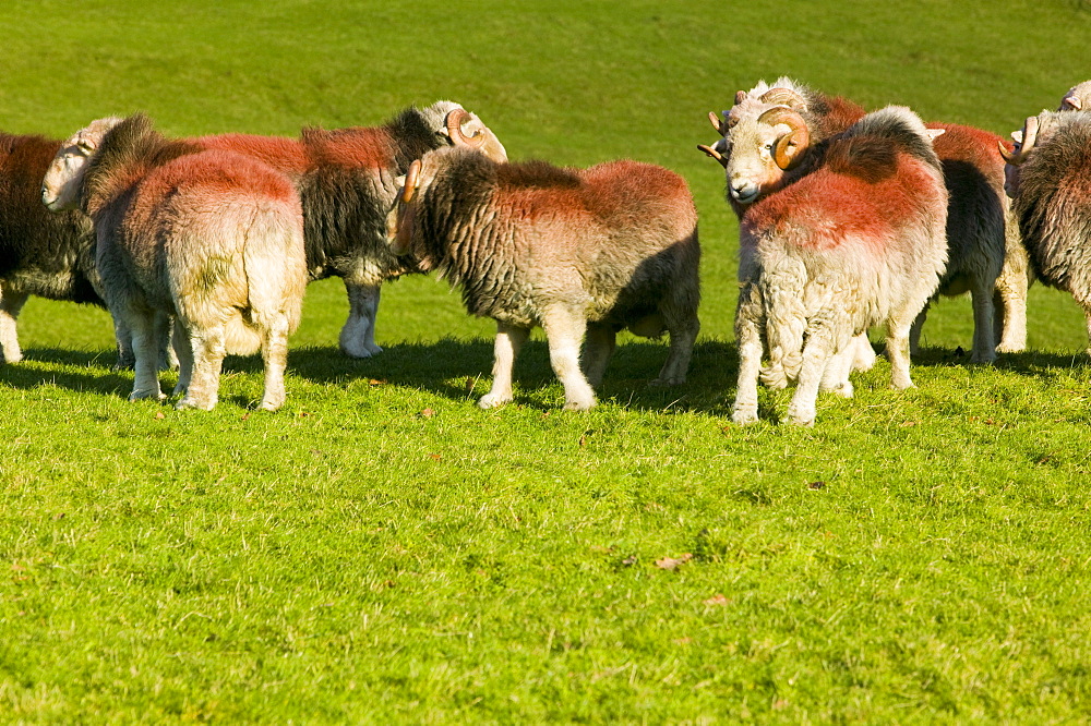 Herdwick rams in the Lake District, Cumbria, England, United Kingdom, Europe