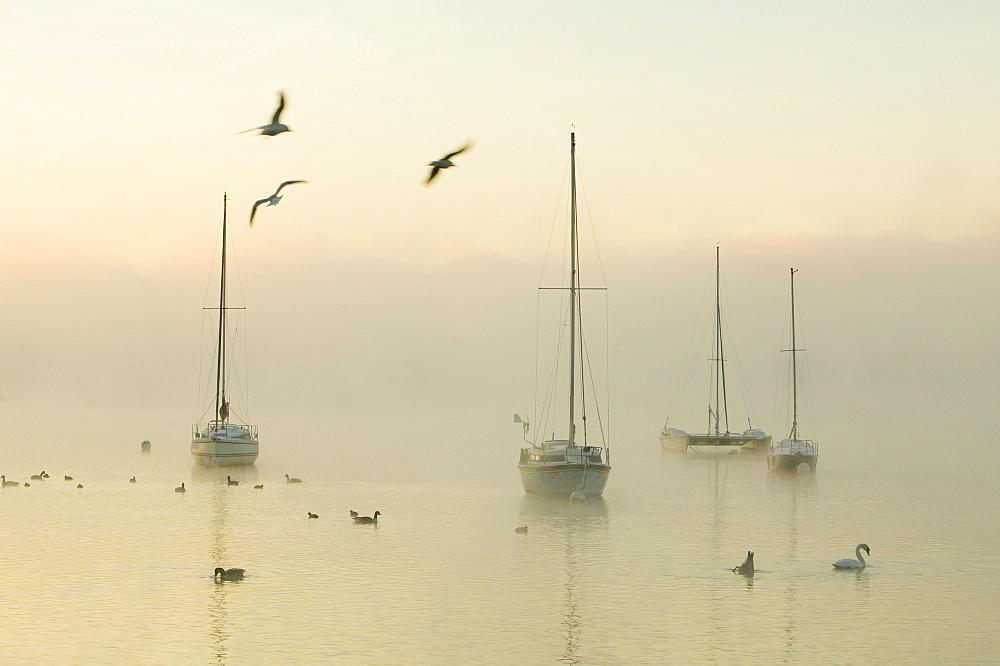 A misty morning on Lake Windermere in the Lake District, Cumbria, England, United Kingdom, Europe