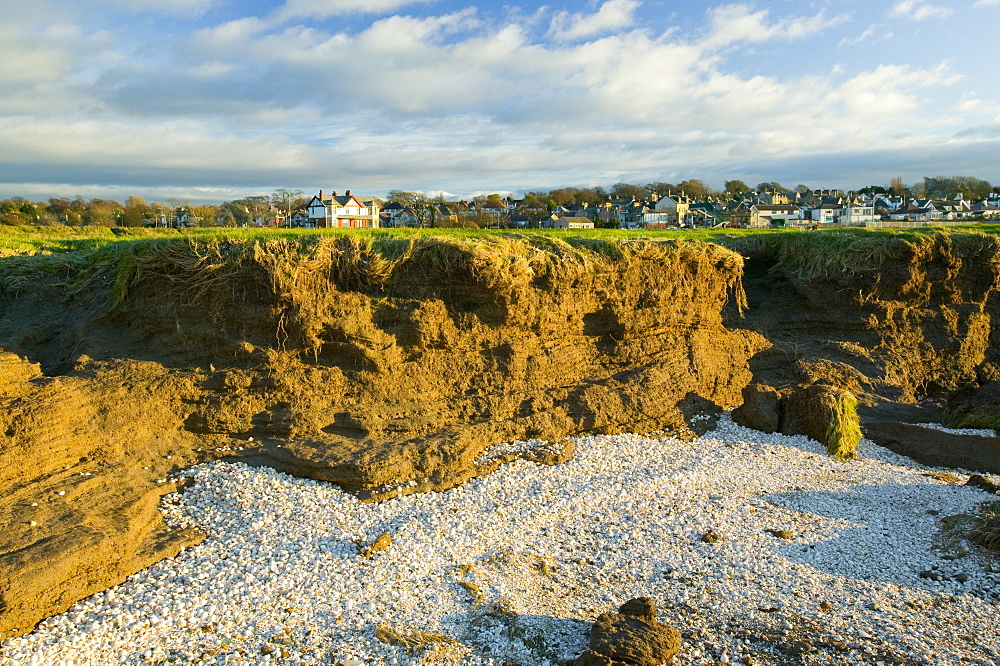 Cockle shells at Hest Bank, Morecambe Bay, Lancashire, England, United Kingdom, Europe