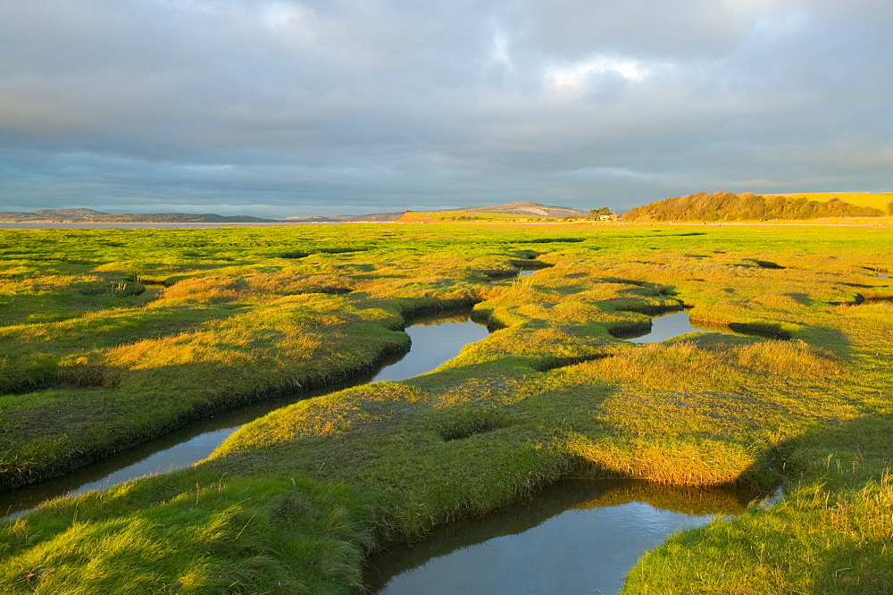 Salt marsh at Hest Bank, Morecambe Bay, Lancashire, England, United Kingdom, Europe