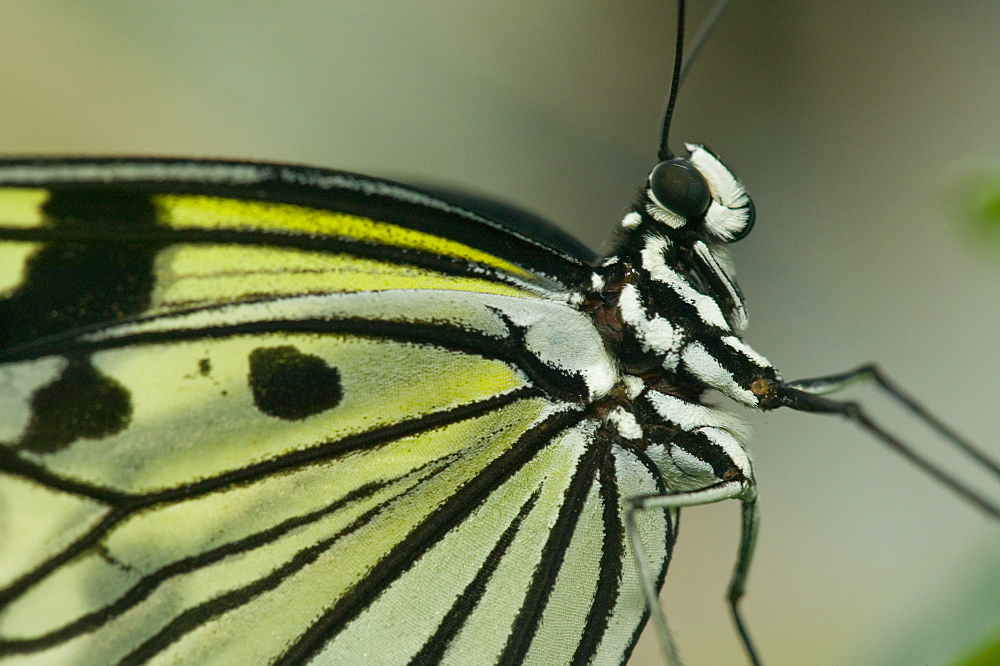 A Mormon swallowtail butterfly