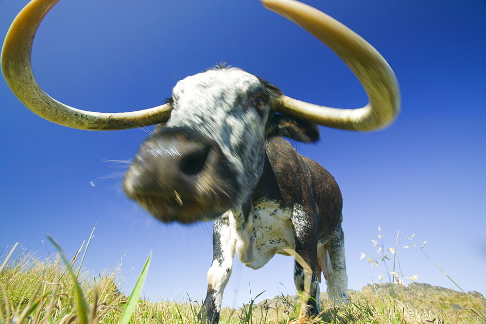 The ancient breed of English Long Horn cattle being used for habitat restoration to turn the Beacon back to heathland, Loughborough, Leicestershire, England, United Kingdom, Europe