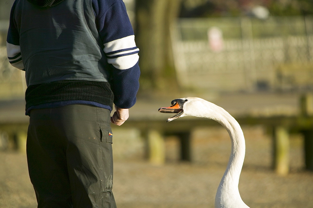 Feeding birds at Waterhead on Lake Windermere, Lake District, Cumbria, England, United Kingdom, Europe