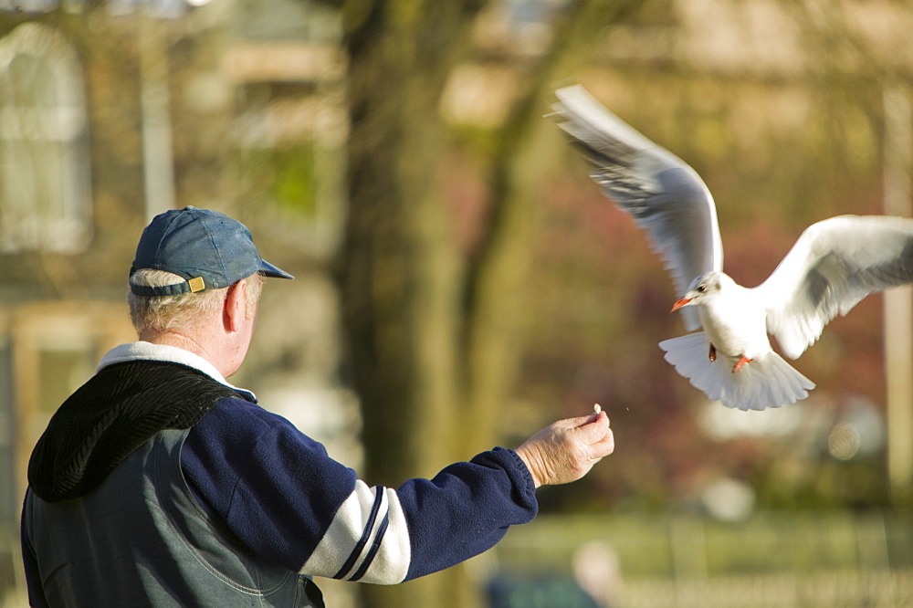 Feeding birds at Waterhead on Lake Windermere, Lake District, Cumbria, England, United Kingdom, Europe