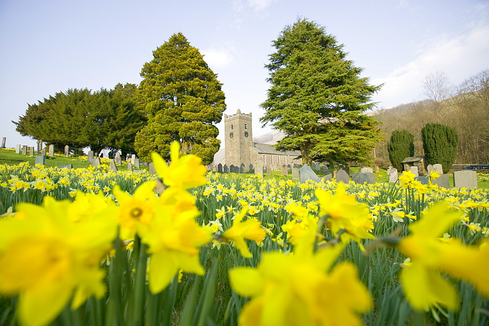 Daffodils in the graveyard at Troutbeck, Cumbria, England, United Kingdom, Europe