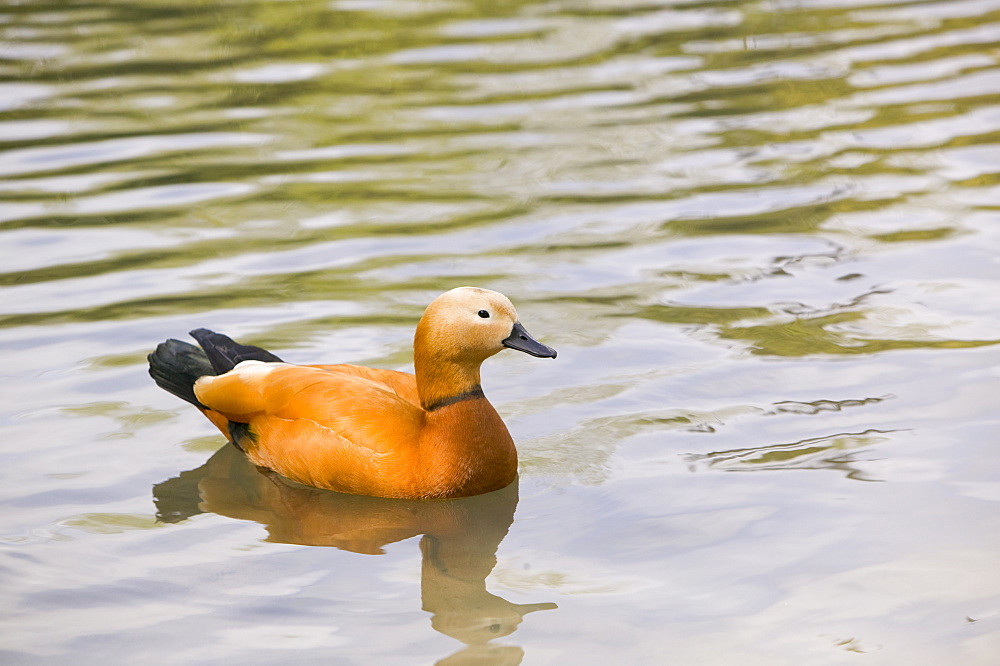 A male ruddy shelduck