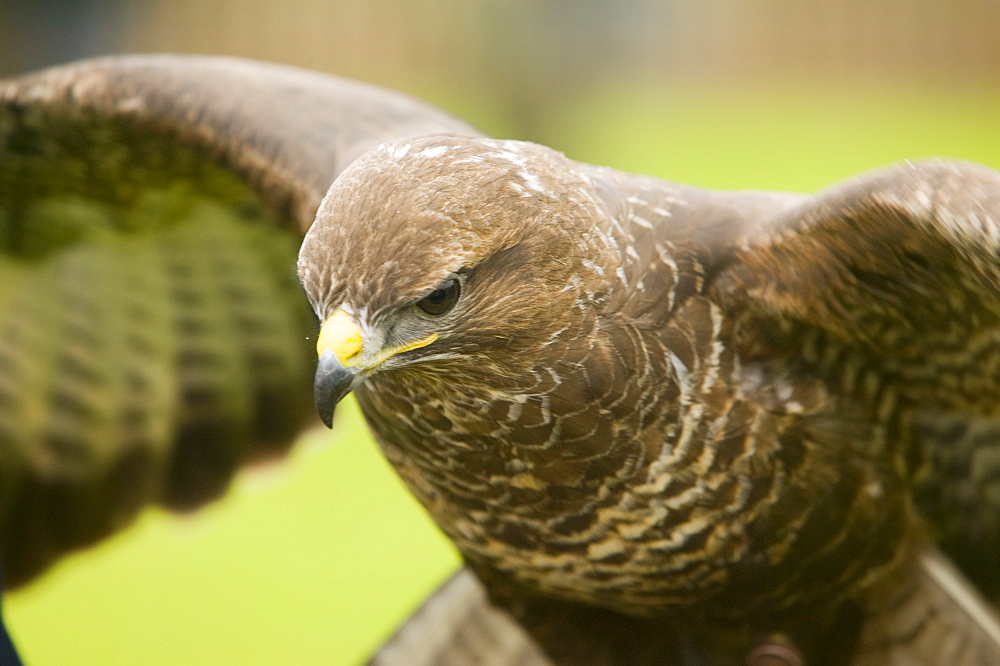 A common buzzard, United Kingdom, Europe