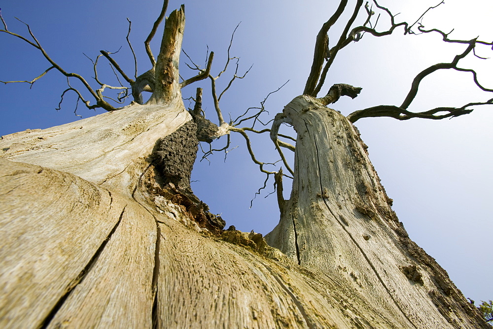 An elm tree killed by Dutch Elm disease, United Kingdom, Europe