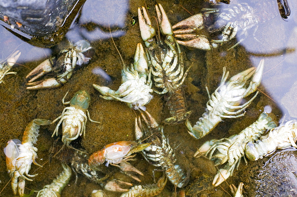 Rare native white clawed crayfish killed by an illegal chemical spill on the river Mint near Kendal, Cumbria, England, United Kingdom, Europe