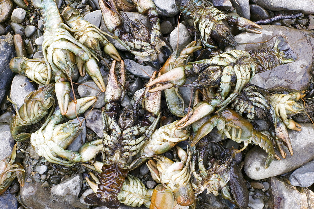 Rare native white clawed crayfish killed by an illegal chemical spill on the river Mint near Kendal, Cumbria, England, United Kingdom, Europe