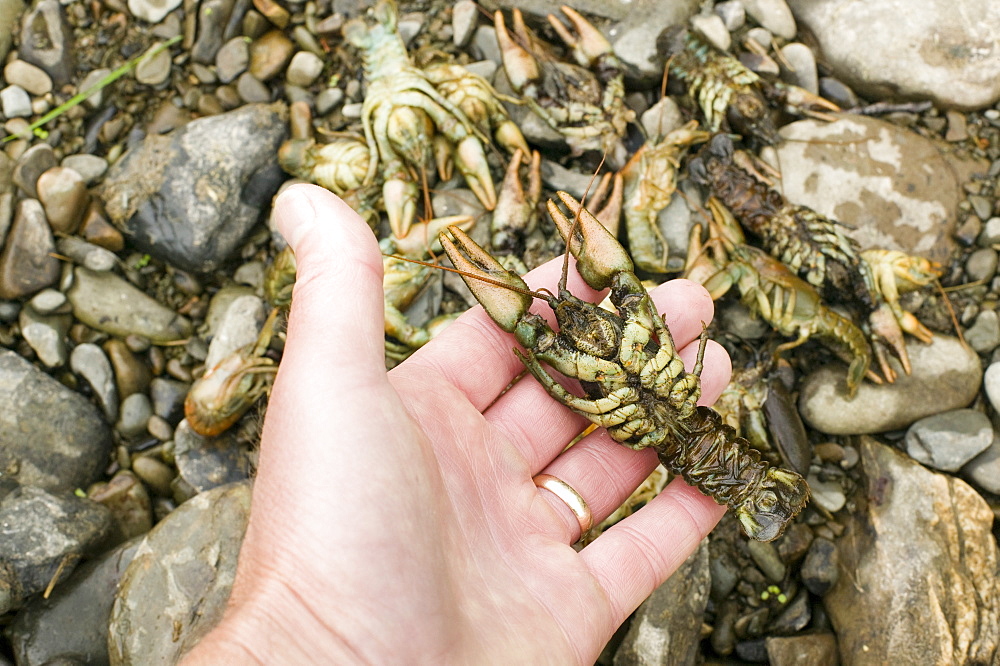 Rare native white clawed crayfish killed by an illegal chemical spill on the river Mint near Kendal, Cumbria, England, United Kingdom, Europe