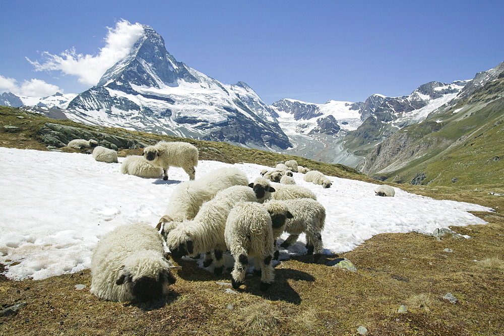 Sheep cooling down on the snow in front of the Matterhorn above Zermatt, Switzerland, Europe