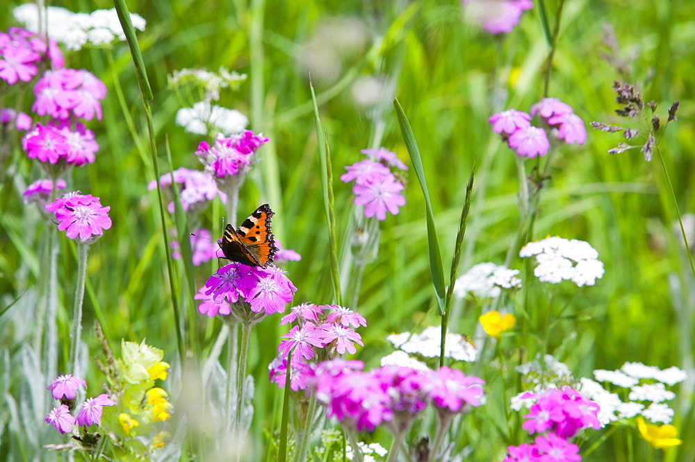 A small tortoiseshell butterfly in a wildflower meadow in Zermatt, Switzerland, Europe