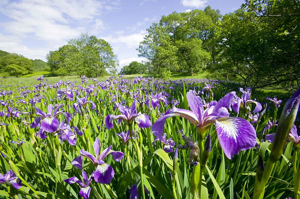 Purple iris in the Trossachs, Scotland, United Kingdom, Europe