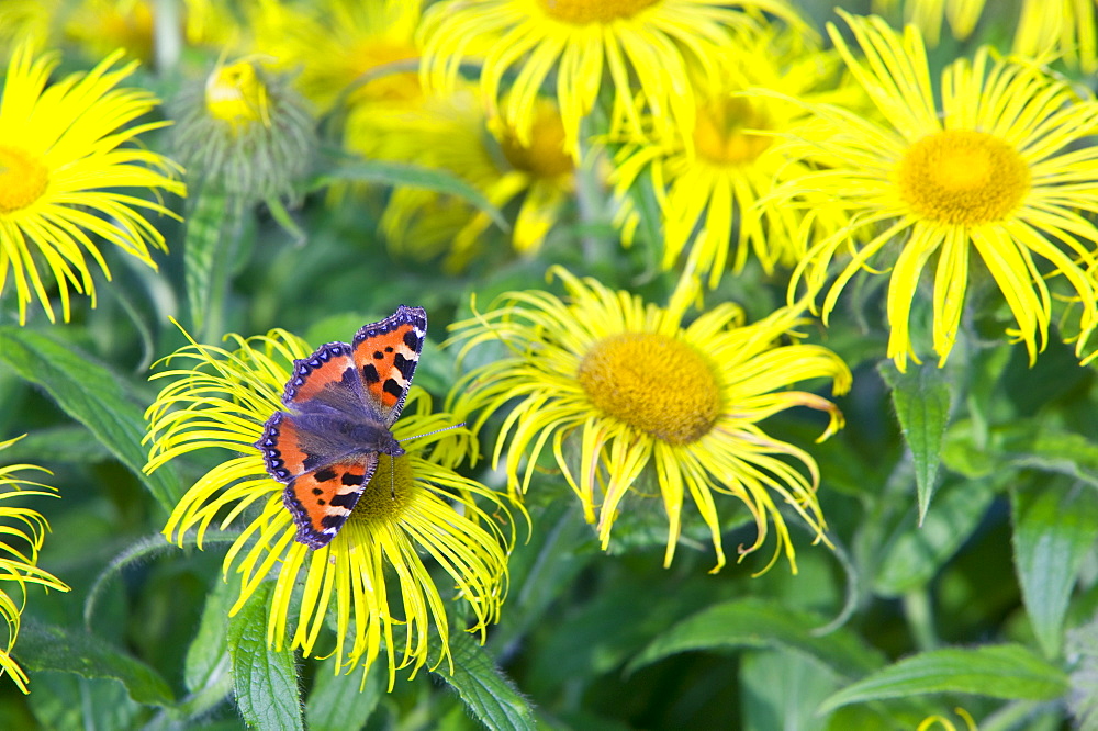 A small tortoiseshell butterfly feeding on a flower, United Kingdom, Europe