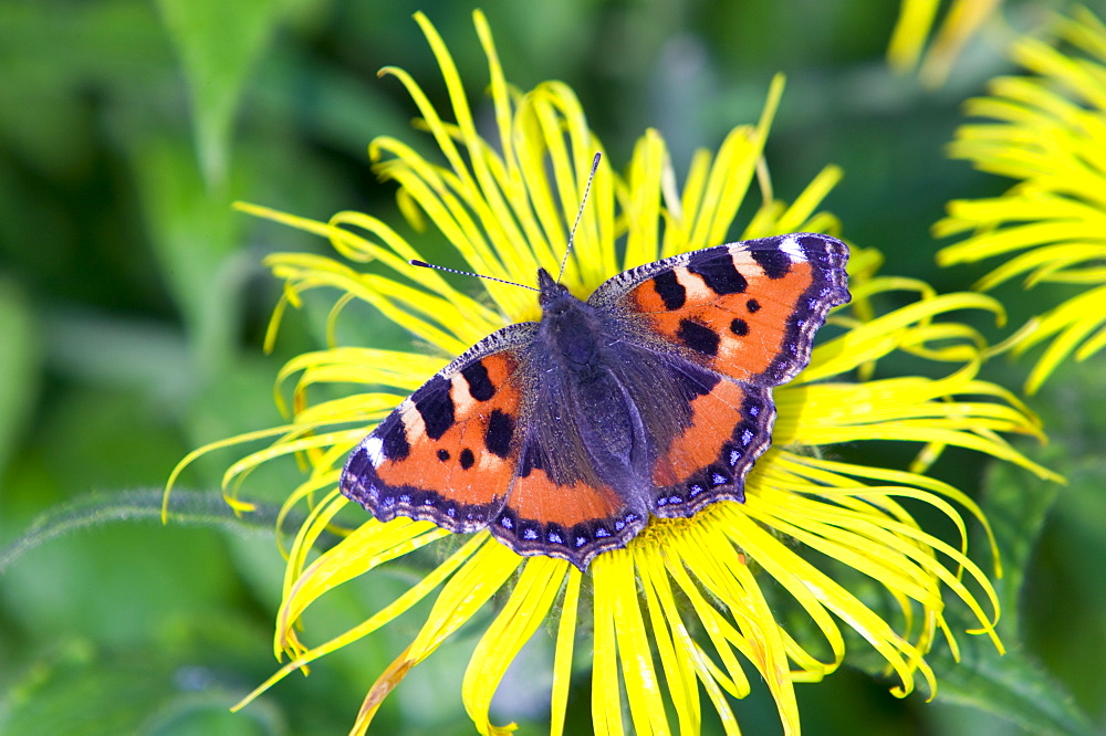 A small tortoiseshell butterfly feeding on a flower, United Kingdom, Europe