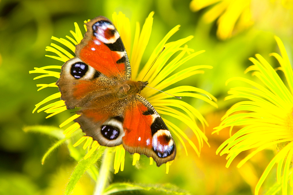 A small peacock butterfly feeding on a flower, United Kingdom, Europe