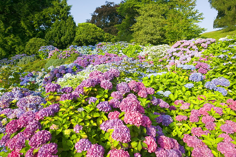 The National Collection of Hydrangeas in Holehird Gardens, Windermere, Cumbria, England, United Kingdom, Europe