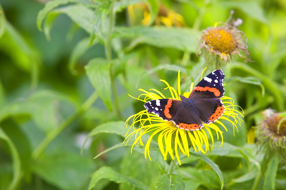 A red admiral butterfly feeding on a flower, United Kingdom, Europe